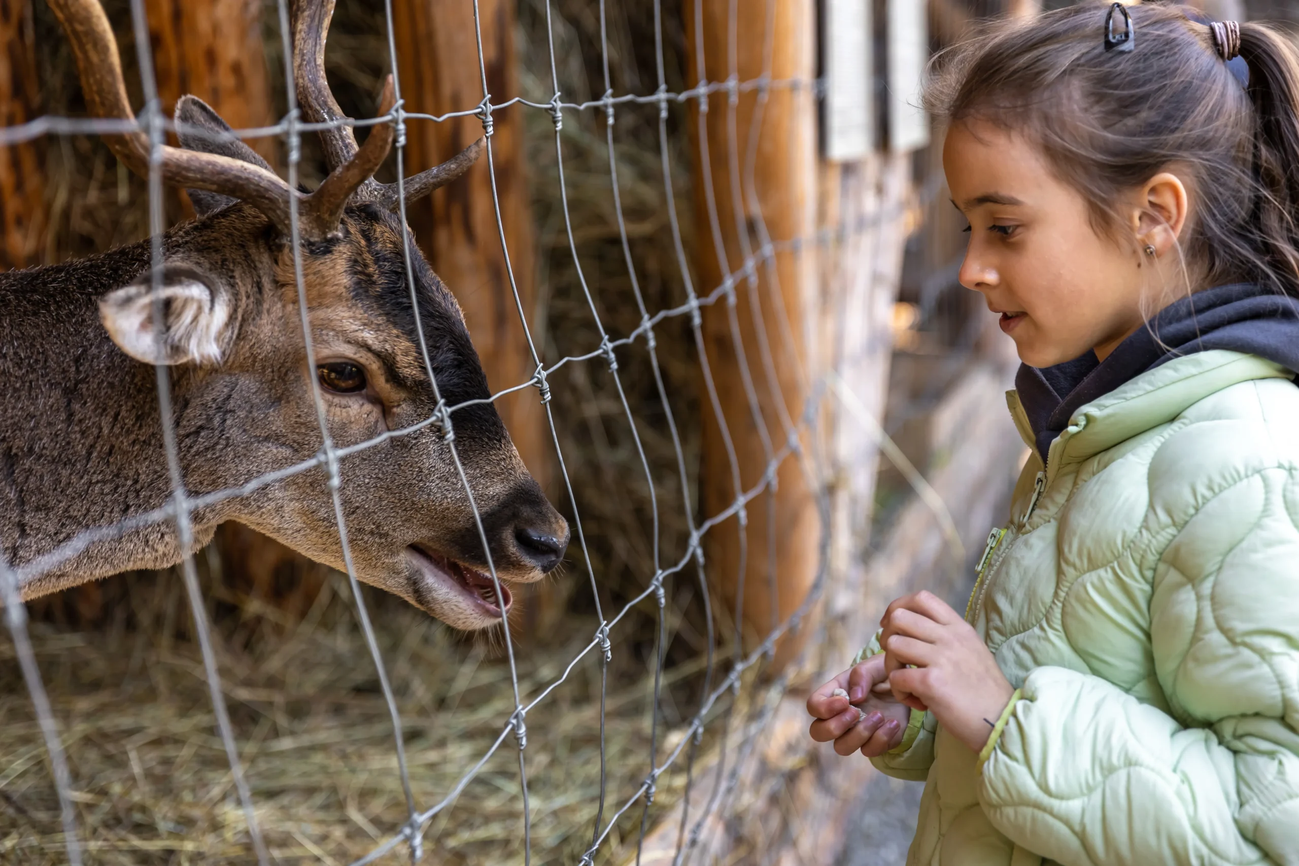 Zoo Enrichment in Zoos.